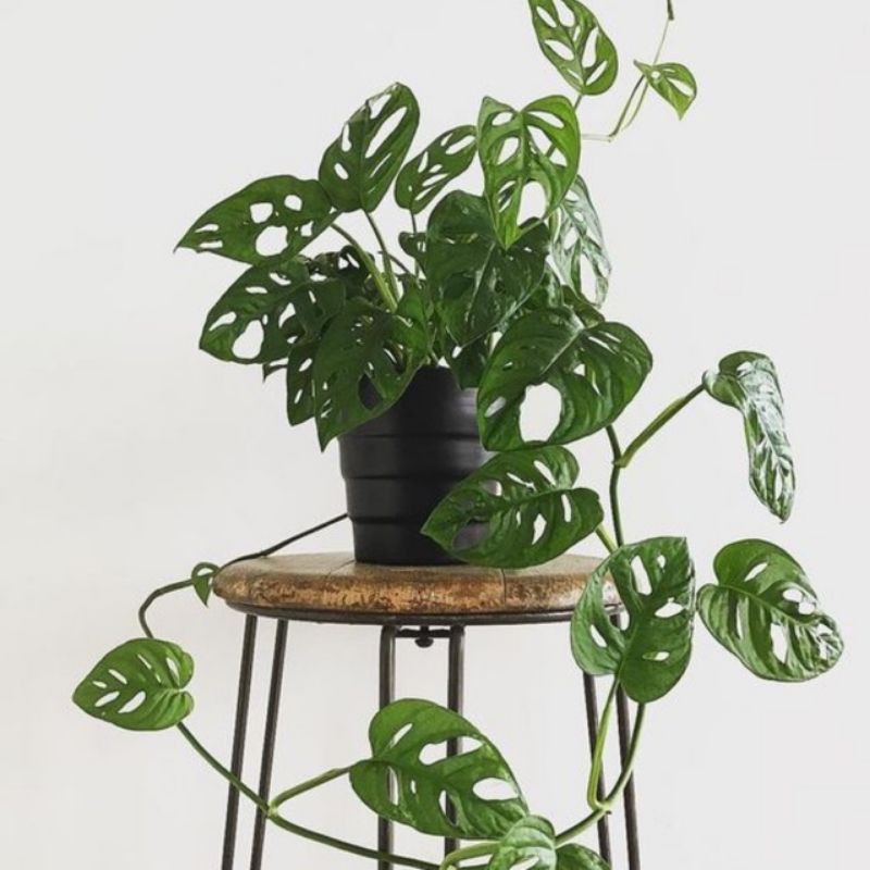 Cây trầu bà lá lỗ