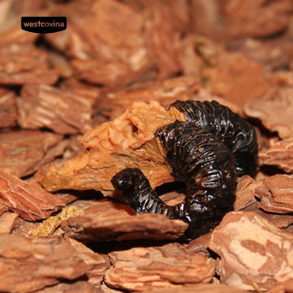 Đầu lâu trang trí hồ cá