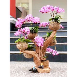 Gáo dừa trồng lan, sen đá, cây cảnh chạm khắc cực đẹp