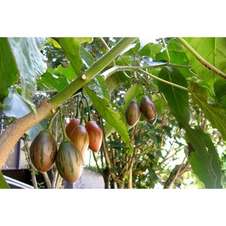 hạt giống cà chua thân gỗ ( bạch tuộc)