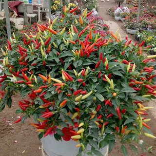 Hạt giống ớt chỉ thiên siêu cay