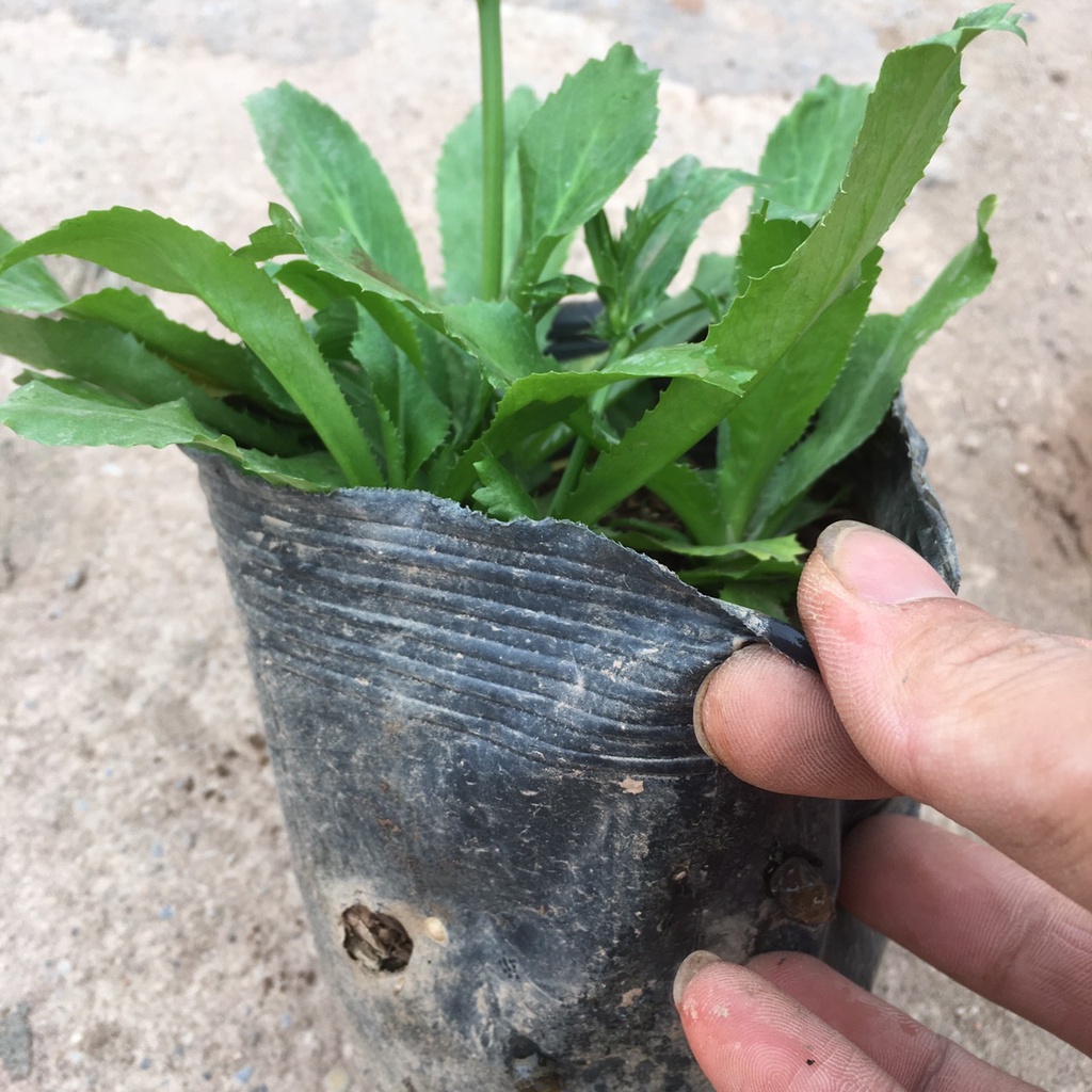 Cây Rau Mùi Tàu  Trồng Sẵn Bầu Đen