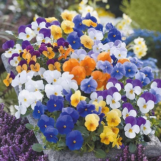 Hạt giống hoa VIOLA TN