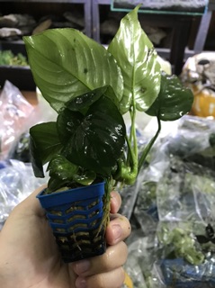 Ráy lá trung bụi nhỏ