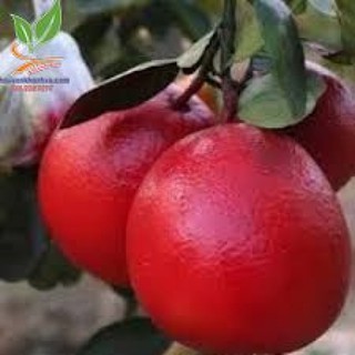 Cây giống bưởi đỏ luận văn - chuẩn giống f1