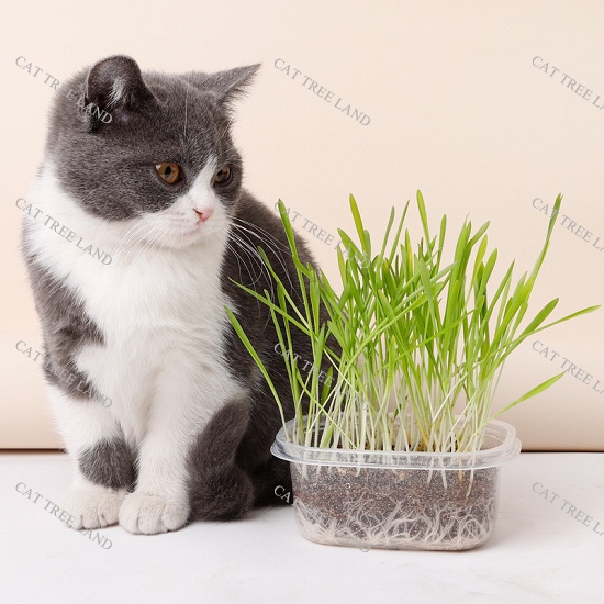 BỘ KIT TỰ TRỒNG CỎ MÈO TƯƠI, TIÊU BÚI LÔNG, TIÊU HÓA TỐT - HẠT GIỐNG CỎ LÚA MẠCH  TƯƠI CHO MÈO