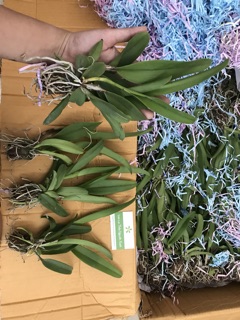 Cattleya Con Bụi Lớn Màu Đẹp