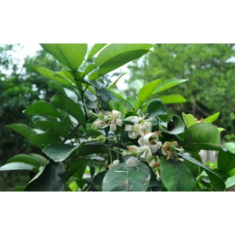 Lá bưởi tươi 100gr