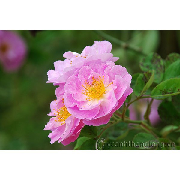 HẠT Giống Hồng leo Tầm Xuân hồng cánh kép siêu hoa siêu nụ 10 hạt ĐẾN MÙA TRỒNG TẾT