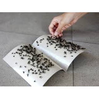 Combo 10 tấm dính ruồi - độ dính cao vô địch không độc hại Giá Rẻ