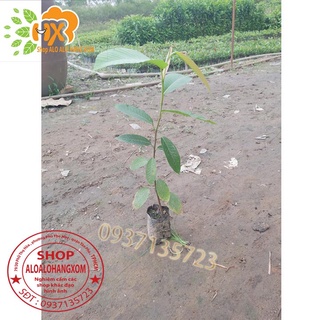 cây dầu giống-combo 5 cây