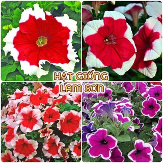 HẠT GIỐNG HOA DẠ YẾN THẢO VIỀN - Loài Hoa Tinh Tế, Làm Cảnh Đẹp Tuyệt Vời.