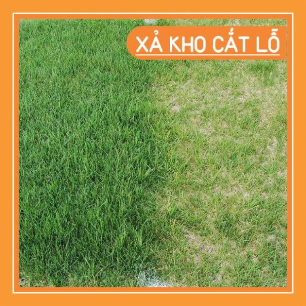 XẢ LỖ TOÀN BỘ Hạt Giống Thảm Cỏ Bermuda gói 500g - Cỏ Sân Bóng,Sân gol, Cảnh Quan