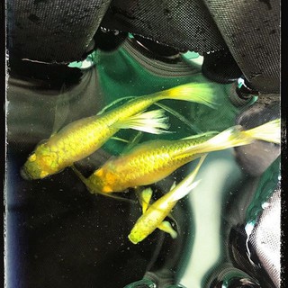 bộ bèo nhật tặng 2 bé guppy full gold ribon fin C trang trí