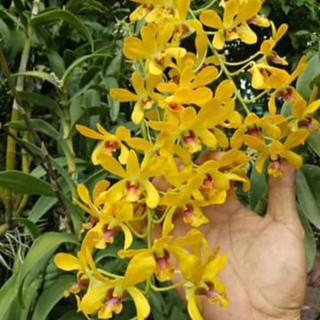 Dendro Nắng Hoàng Long - Cây tơ sắp hoa