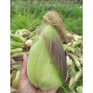 1 Kí Hạt Giống Bắp Nù Sữa