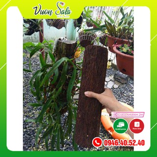 Dớn trụ trồng lan