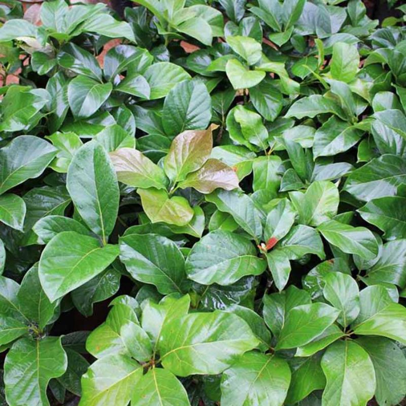 CÂY BƠ GIỐNG THÀNH BÍCH