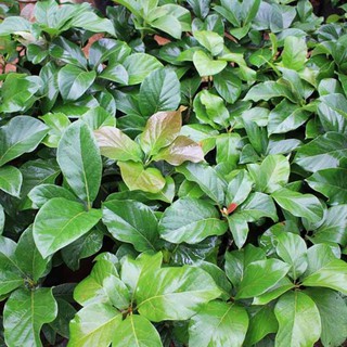 CÂY BƠ GIỐNG THÀNH BÍCH (SIÊU SỚM)