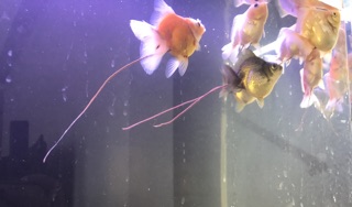 [LEN Goldfish] Cám Bufalo’s House