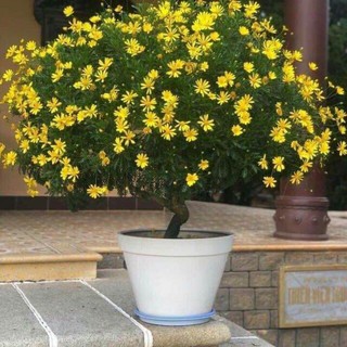 [Hạt mới, nảy mầm cực tốt] Gói 50 hạt giống hoa cúc thân gỗ lâu năm