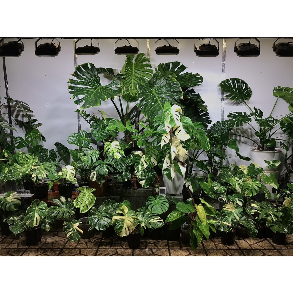 Đèn LED Trồng Cây và Quang Hợp Cho Cây Trong Nhà, Đủ Phổ Như Ánh Sáng Tự Nhiên, Chính Hãng Rạng Đông, Bảo Hành 2 Năm.