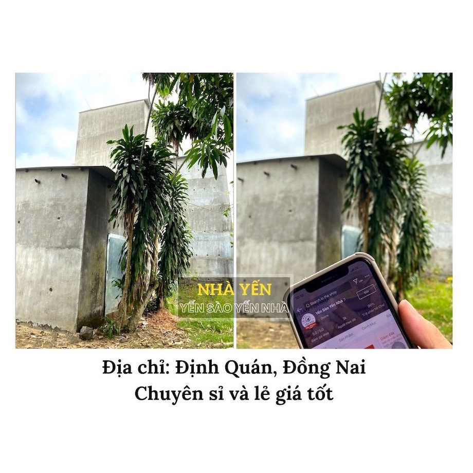 [NGUYÊN TỔ] Tổ yến sào thô nguyên chất + nguyên liệu chưng yến - Yến Sào Yến Nhà