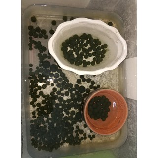 Marimo tảo thủy sinh Nhật Bản