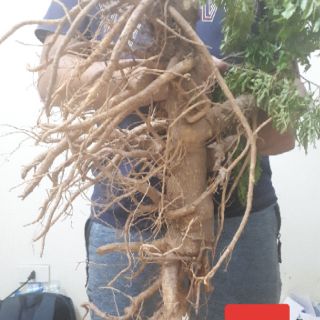 Củ đinh lăng tươi 1,5kg (hàng có sẵn)