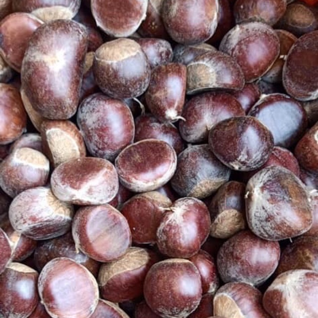 1kg Hạt dẻ sống