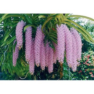 1 bó lan giáng hương đuôi chồn tím rừng lào- cây giống lan rừng