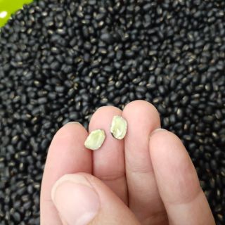 500g Đậu đen quê xanh lòng