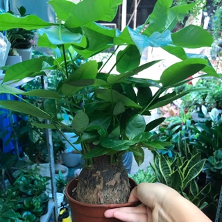 Cây kim ngân đk 10cm