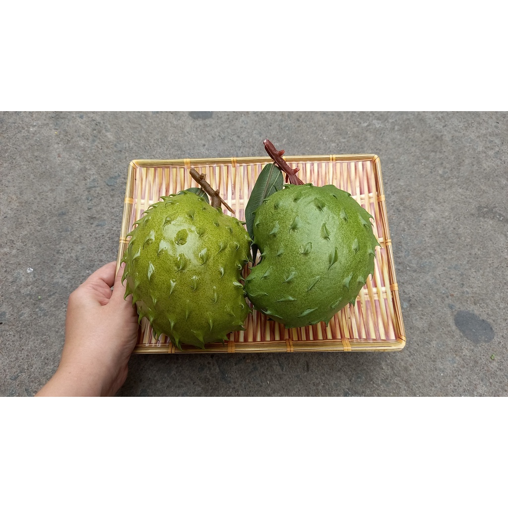 1 Trái mãng cầu giả - trái cây giả - Hương Flower