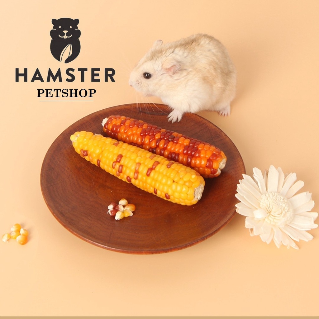 Bắp/Ngô sấy khô nguyên quả ăn dặm kiêm mài răng cho Hamster, Thỏ, Bọ, Sóc, Chó...