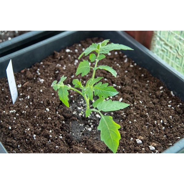 Hạt giống cà chua quả lê vàng giòn ngọt - rau củ quả chịu nhiệt 4 mùa ngon nảy mầm cao 0.1g RADO 634