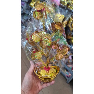 thành phẩm cây kim tiền cây đồng tiền