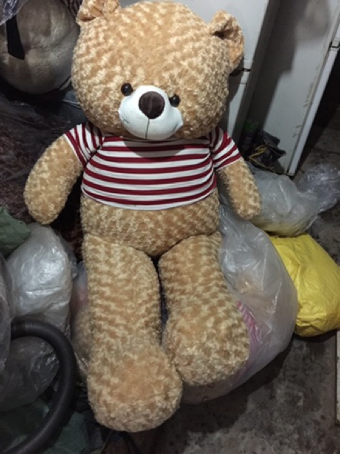 Gấu teddy 1m5