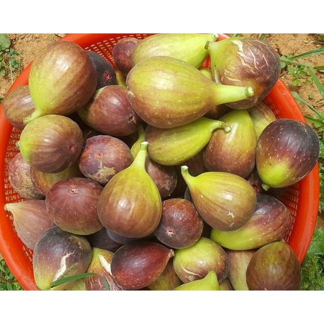cây giống sung mỹ ( bảo hành 1 tháng ) | Shopee Việt Nam