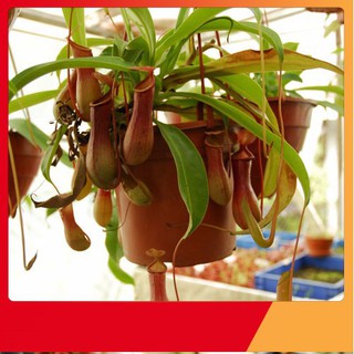 Hạt Giống Cây Nắp Ấm