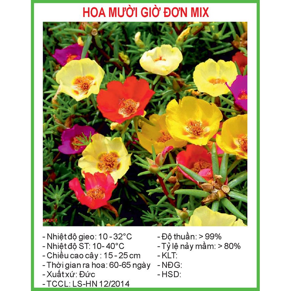 Hạt Giống Hoa mười giờ đơn Mix 100 Hạt (hoa đơn)