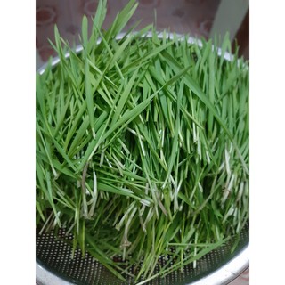 (FREE SHIP) Combo cỏ lúa mì/cỏ mèo/thỏ/chó tự trồng