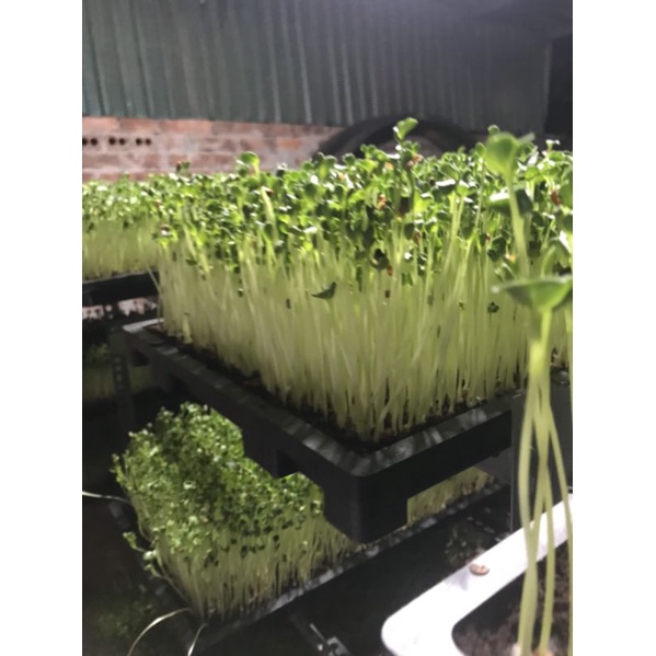 KHAY TRỒNG RAU MẦM KÍCH THƯỚC LỚN 30X60CM