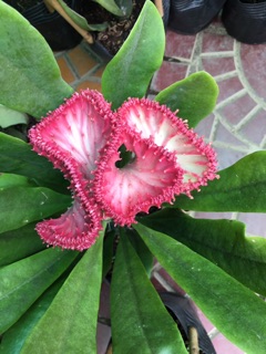 Cây vạn lý trường thành