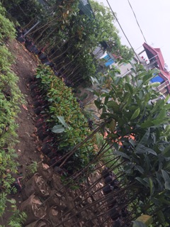 Cây vú sữa lò rèn- vú sữa Mica