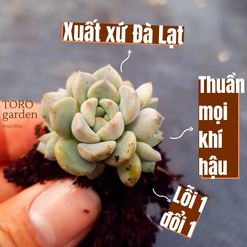 MẦM SEN ĐÁ DIỆP HÀ HƯ 1 ĐỔI 1 SIÊU CUTE