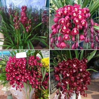 Địa Lan Santo(1 củ to)Tặng Kèm Phâb Bón)