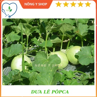 Gói 0.5g hạt giống Dưa lê Popoca siêu ngọt Rạng Đông