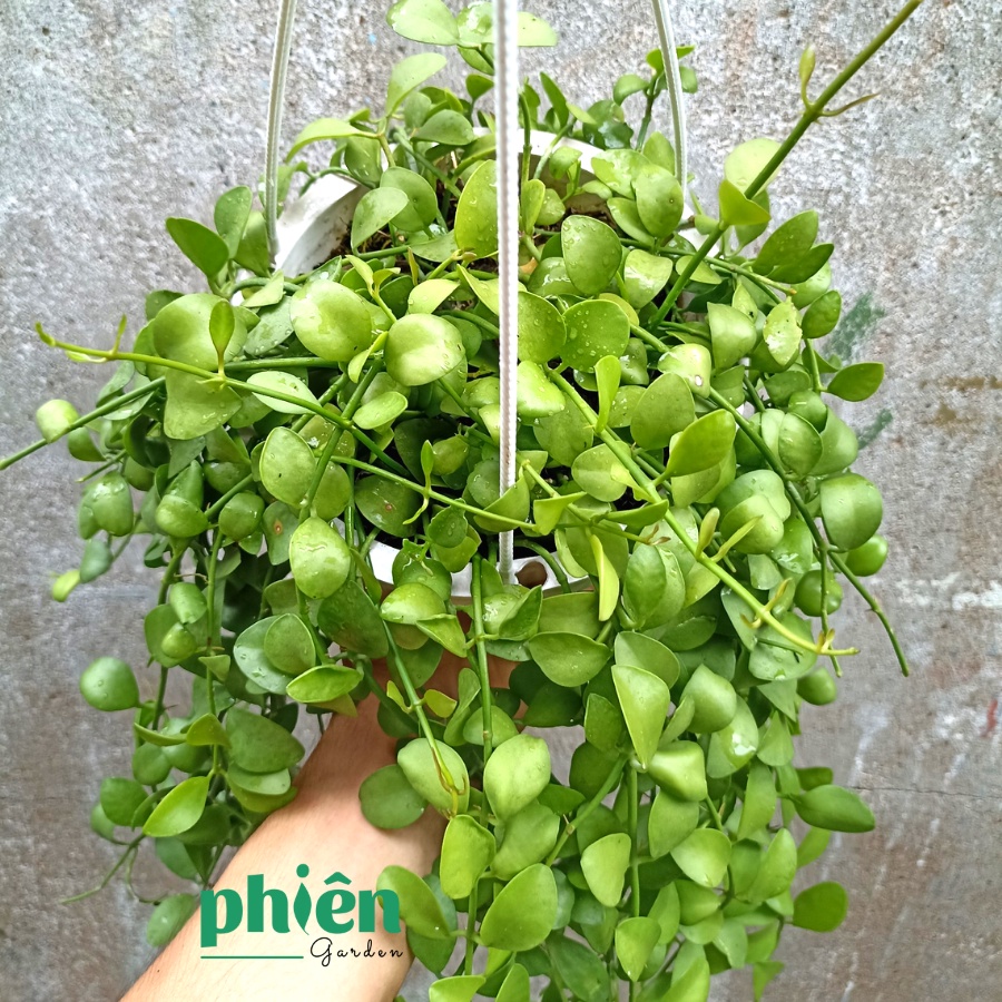 Cây Lan Hạt Dưa kèm chậu treo, Cây Lan Đô La lá rũ