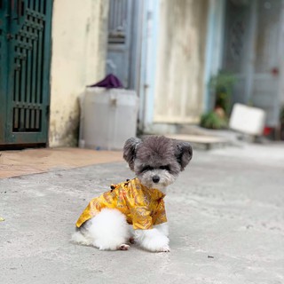 Áo Gấm Tết cho chó mèo
